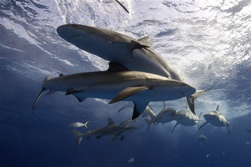 Bahamas Bans Shark Fishing
