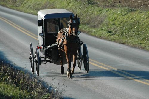 Amish Teen Takes Cops on Buggy Chase