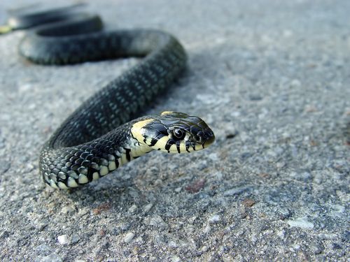 Snake-Free Hawaii Fears Slithery Invasion