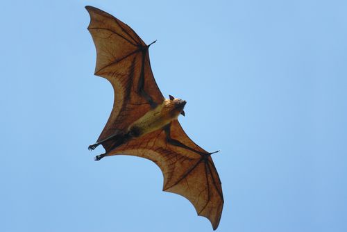 Rabid Bats Plague Los Angeles