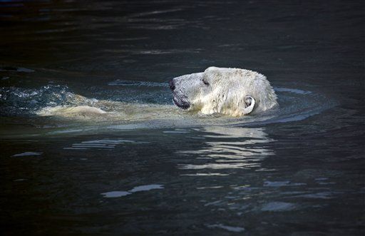Fed Polar Bear Defender Placed on Leave