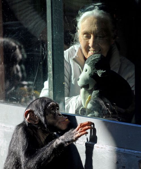 Scientists Debate Ending Chimp Research