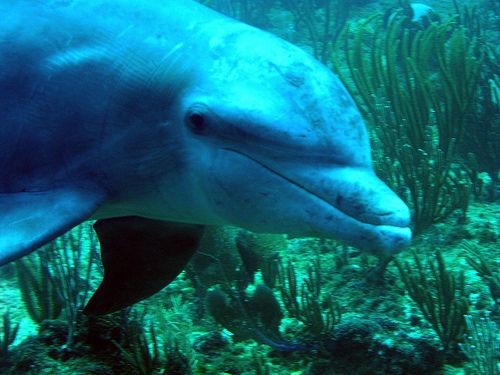 Zoo Dolphin Dies in Accident