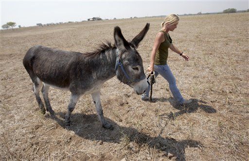 Texans Abandon Donkeys Due to Drought and Feed Costs