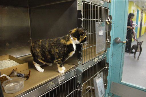Willow, the Colorado Cat Found in New York City: Mystery Solved! A Human Flew Her There