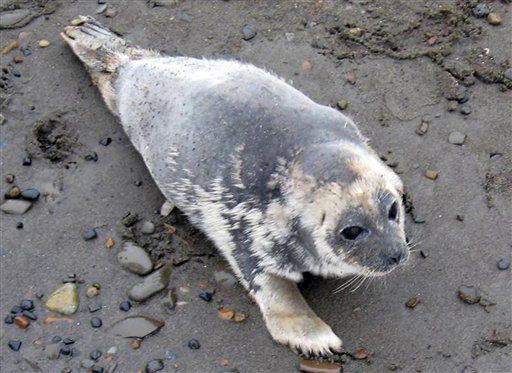 Mystery Disease Killing Alaskan Seals