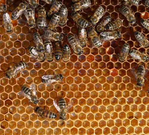 Epidemic Leads to More Bee Trucking, Crashes