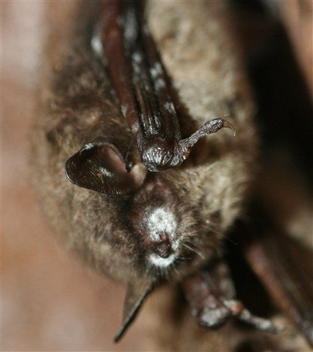 Scientists Identify Fungus That Has Killed 1M Bats