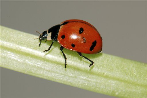 New York's State Insect, the Nine-Spotted Ladybug, Reappears