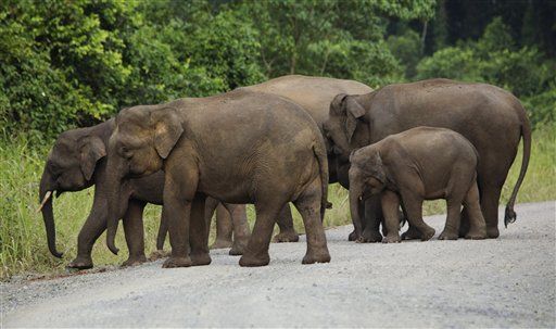 Pygmy Elephant Fatally Gores Borneo Tourist
