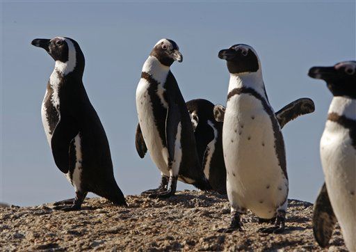Female Splits Up 'Gay' Penguins