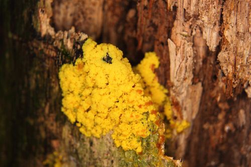 Slime Mold Is Smarter Than You Think