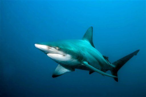 Scientists Find Dozens of New Hybrid Sharks