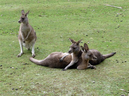 Girl, 7, Seriously Hurt in Kangaroo Attack