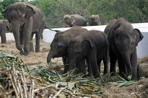Thai Elephants' New Threat: Poachers After Their Meat