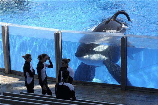PETA's Whale-Slaves Lawsuit Has Its Day in Court