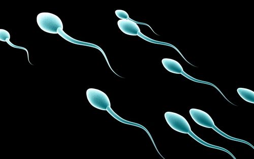 High-Fat Diet Lowers Sperm Count