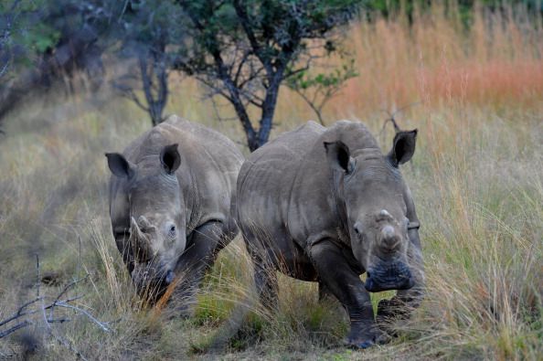 Mystery Illness Kills 4 Rhinos in Aussie Zoo