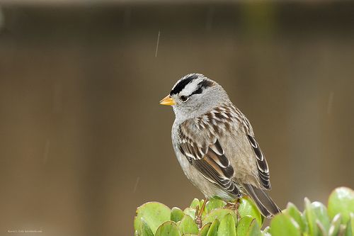 City Sparrows Sing Louder to Trump Cars