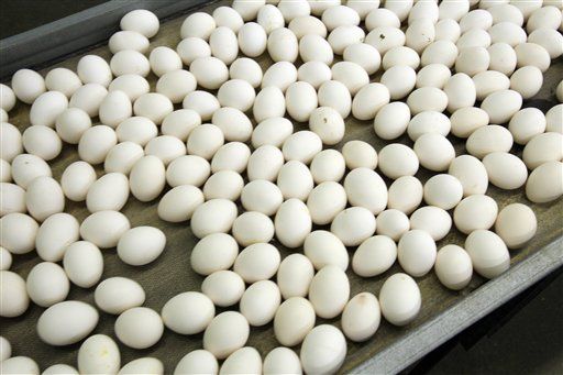 'Fetid' Egg Exposé: It's Time for Real Farm Standards
