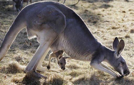 Prime Sign of California Waste: Kangaroo Report