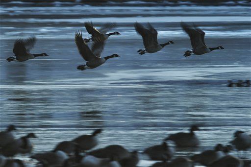 Kill Geese to Protect Jets: Sen. Gillibrand