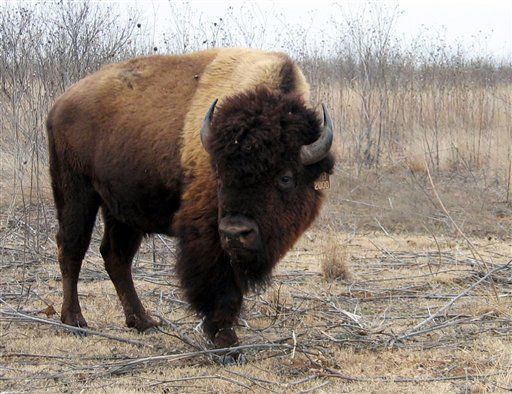 Couple Finds Prehistoric Bison in Basement