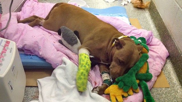 Pit Bull Loses Leg Saving Owner From Train