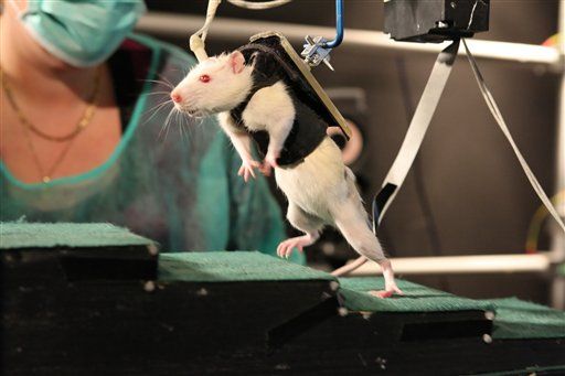 Paralyzed Rats Taught to to Walk Again