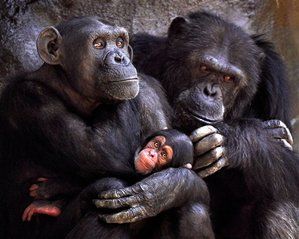 Chimp Kills Baby Chimp at LA Zoo