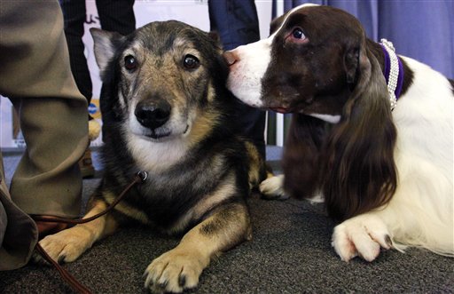Run, Spot, Run: Max and Bella Now Top Dog Names
