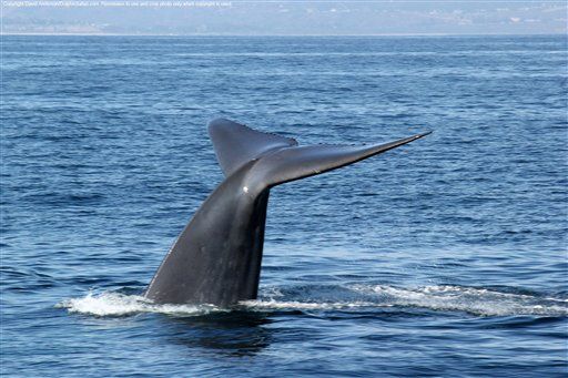 Boy Finds Whale Vomit Worth Thousands