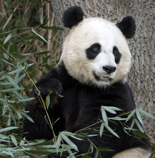 Liver Problem Killed Baby Panda: Zoo
