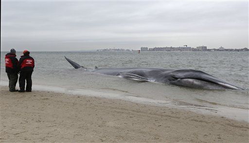 Beached Whale Near NYC Dies