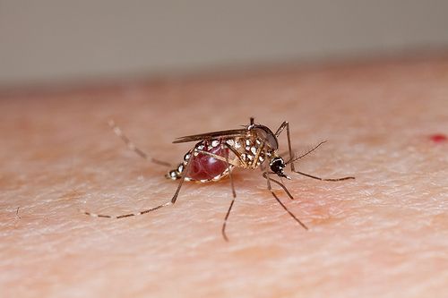 DEET Doesn't Bug Mosquitoes on Second Taste