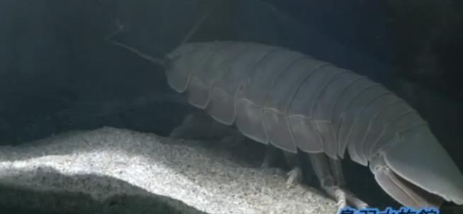 This Giant Isopod Hasn't Eaten in More Than 4 Years