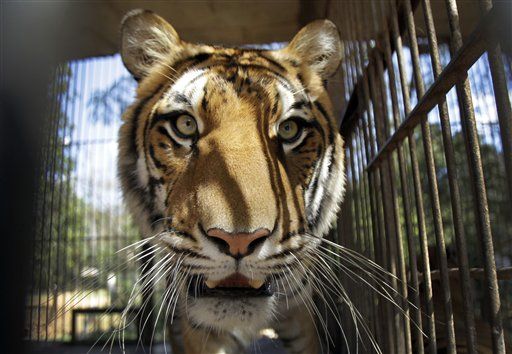 Woman Walks Into Bathroom, Meets Tiger