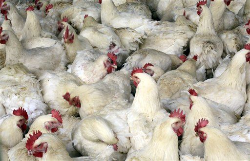 Chicken Plants to Douse Birds With More Chemicals