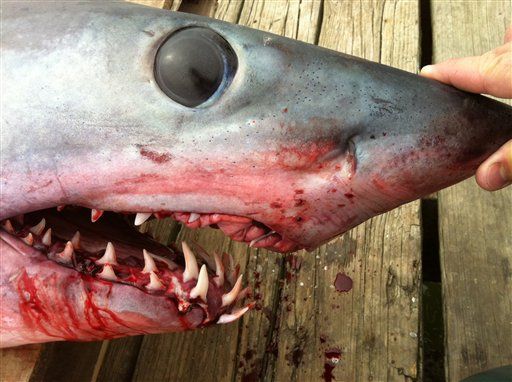 Record-Breaking Shark Killed on Reality TV Show