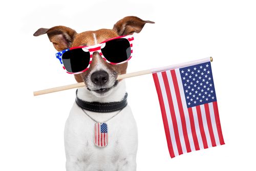 It's Official: Americans Are Dog People