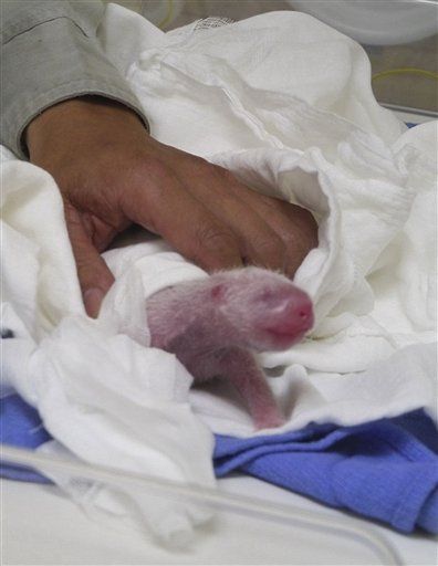 Long Awaited Panda Cub Born in Taiwan