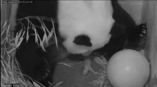 Panda News at National Zoo: 'We Have a Cub!'