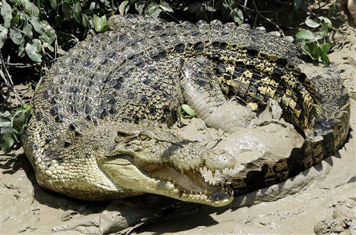 Body Found After Croc Snatches Swimmer
