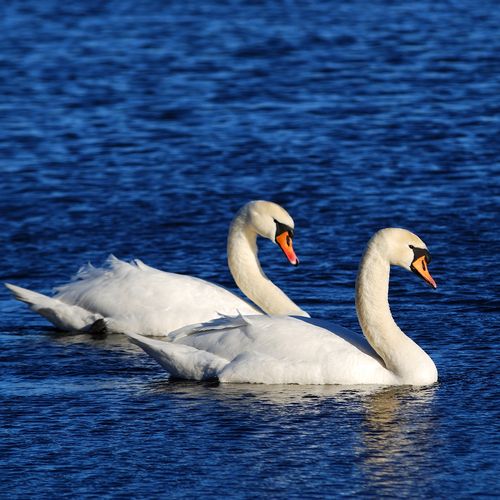 Egyptian Cops Detain Swan Accused of Being a Spy