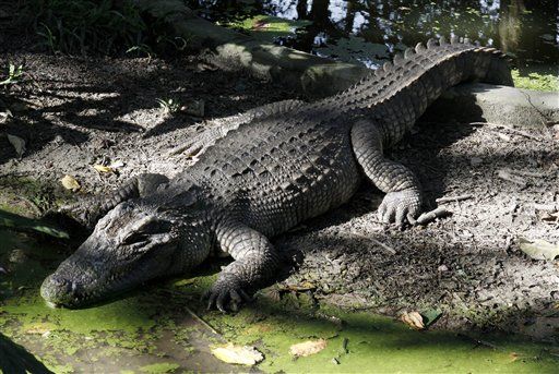 Crocodile Traps Man on Island for 2 Weeks