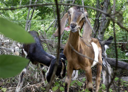 Early Shutdown Layoff: Poison Ivy-Eating Goats