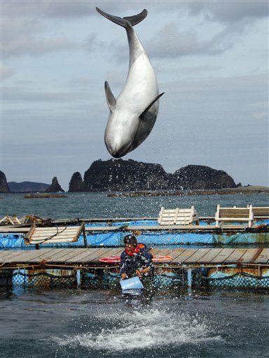 Japan's Dolphin Slaughter Town Is Opening a Marine Park...
