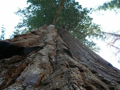 Scientists Clone 'Unclonable' Tree