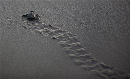 Central America Hit By Mass Die-Off of Sea Turtles