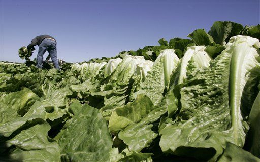 90 Tons of Salad Recalled